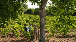 Dégustation et déjeuner léger à la Tenuta Monte Gorna