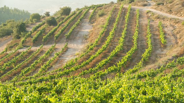 Tour di base| Degustazione di vini e tour presso l'azienda vinicola Gush Etzion