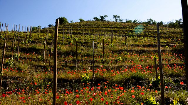 Visita a um vinhedo e visita e degustação de vinhos na vinícola de Sao del Coster