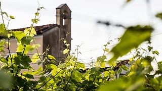 Cata de vinos y visita guiada en 47 Anno Domini