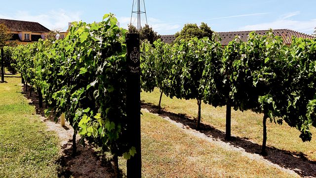 Pontos turísticos do sul de Lisboa e degustação de vinhos