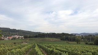 Degustazione di vini e tour a Vinhos Norte