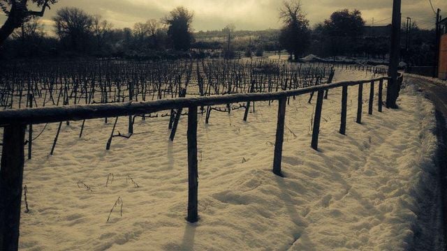 Degustação de vinhos e tour em Vigna Villae em Taurasi