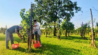 Cata de vinos y visita guiada en Tarlao Vignis en Aquileia