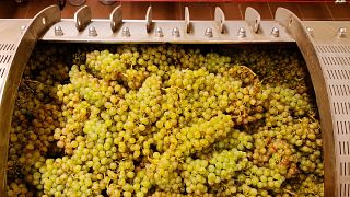 Degustazione di vini biologici Liesch