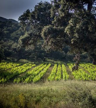 Bodega La Melonera