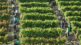 Degustazione di vini e visita presso Lauffener Weingärtner