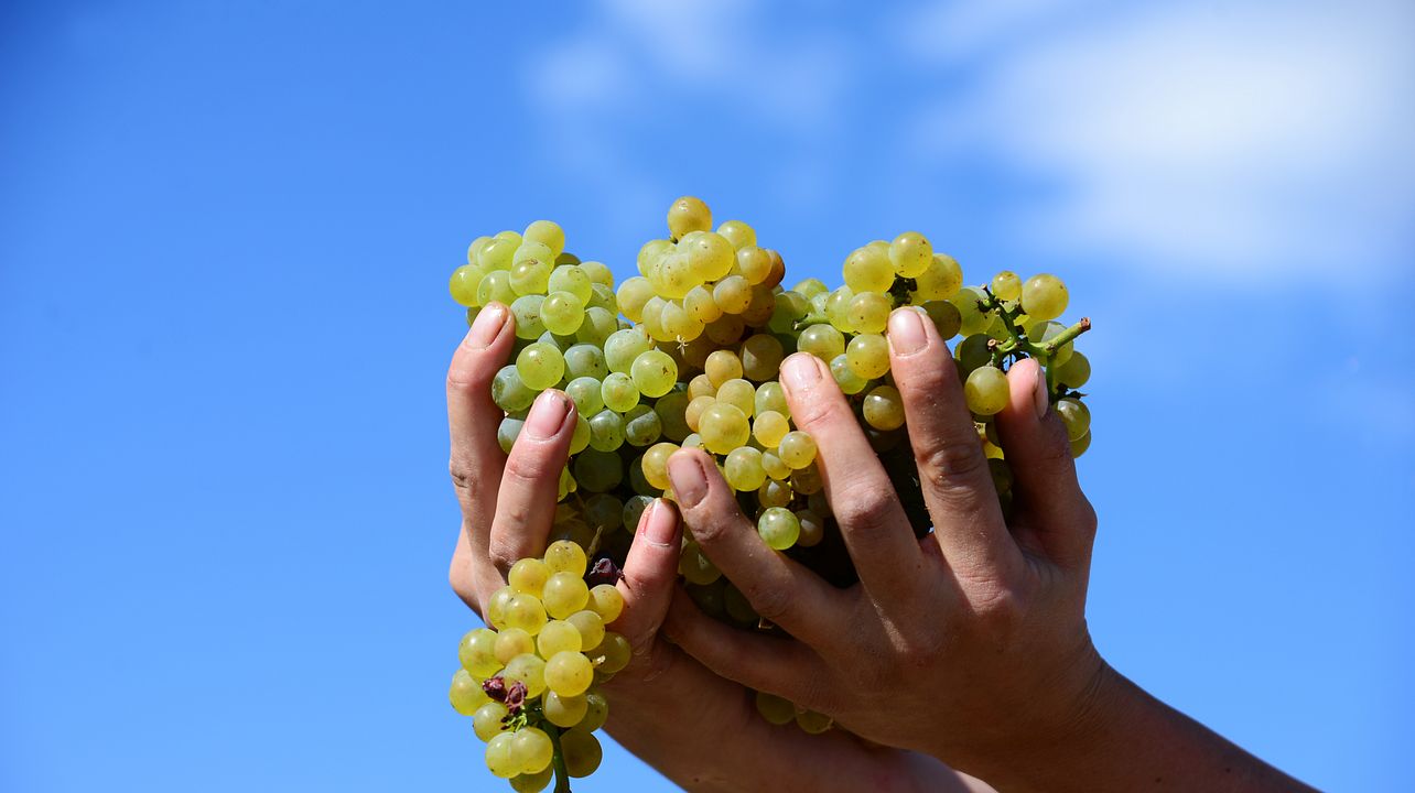 HALVDAGS VINTURE I CHABLIS