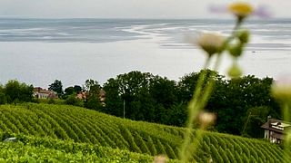 Histoires de vignes : Balade dégustation de vins de Lavaux