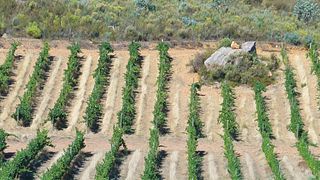 Cata de vinos y visita guiada en Tierhoek