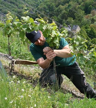 Weingut & Sekthaus Immich-Anker