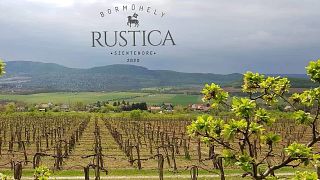 Weinprobe und Kellerbesichtigung im Weingut Rustica