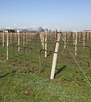 Visita e degustação em Terre Di San Rocco