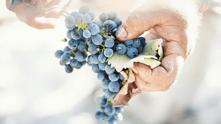 Degustação de vinhos e tour na Antica Enotria