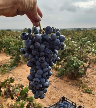 Bodegas Gratias: Family-Owned Winery in Castilla-La Mancha
