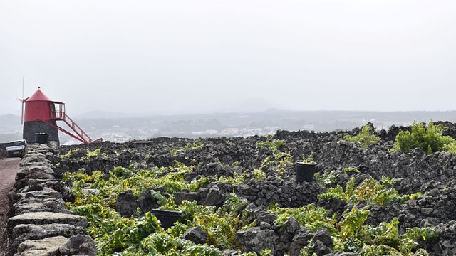 Vom Land zum Meer – Weinprobe bei der Pico Island Wine Cooperative – Picowines