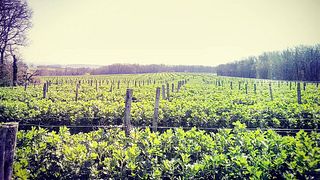 Clos De Noel