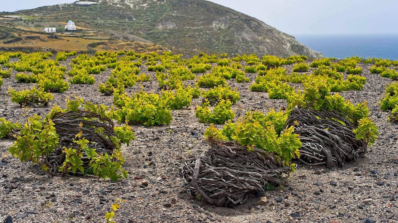 Tour privado de vinos