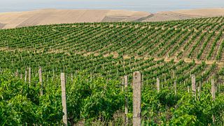 Chabiant Winery