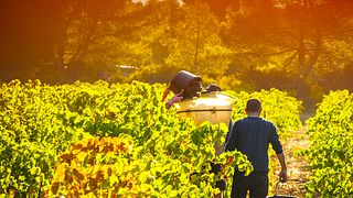 Wine Tasting and Tour at Château Ollieux Romanis