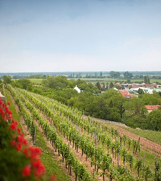 Vinprovning och rundtur på La Cave des Vignerons de Pfaffenheim