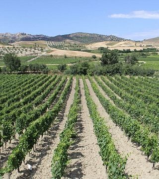 Degustazione di vini e tour presso Caparra & Siciliani