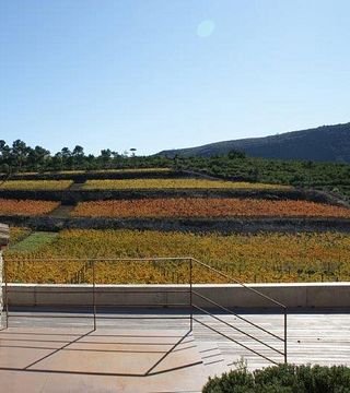 Mas Rodó Vitivinicola