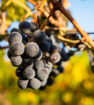 Central Otago: Southernmost Merlot Vertical Tasting