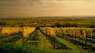 Weinprobe und Führung im Weingut Bannert