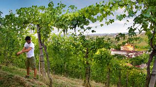 Cantine Risveglio: A Legacy of Puglian Winemaking