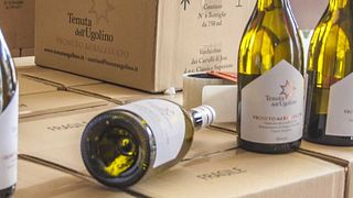 Degustação e Tour em Tenuta dell'Ugolino