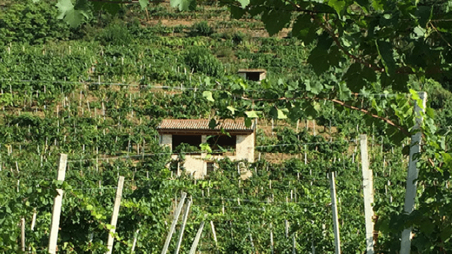Perlage Winery
