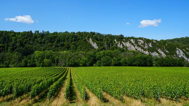 Degustazione di vini e tour allo Château Bon Baron