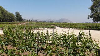 Aconcagua Legends & Premium Wine Tasting