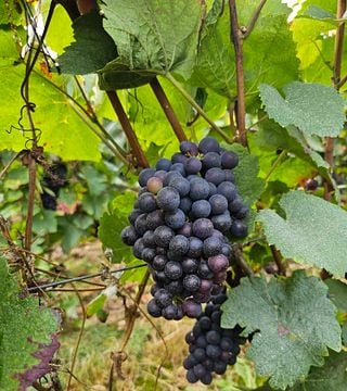 Memorable Stay in Champagne - Champagne Oriol-Dérouillat