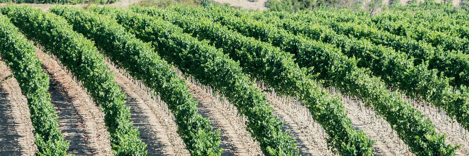 Vineyards In Spain