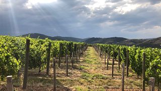 Wine tasting and tour at Domaine Du Mont Verrier