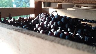 Wine Tasting and Tour at Azienda Agricola Manara