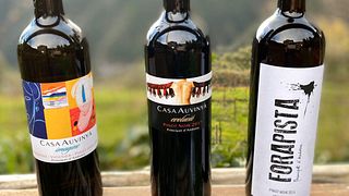 Dégustation de vins et visite à la Casa Auvinya