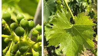 Dégustation de vins et visite de la cave Fanoa