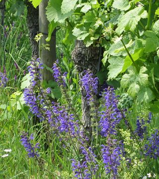 Organic and Biodynamic Wine Tasting