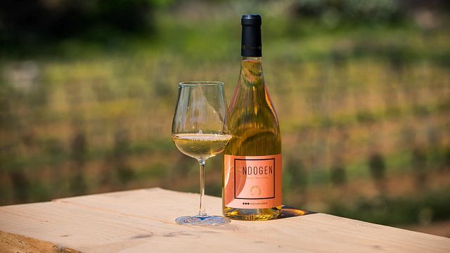 Degustazione di vini e tour dei vigneti e delle cantine presso Finca Mas Perdut