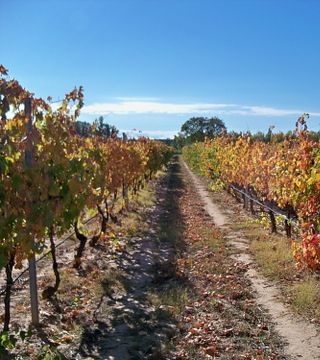 Wine tasting and tour at Bodega Y Viñedos Martín Berdugo