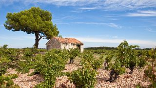 Recorrido vinícola con sabor a Provenza: una aventura de medio día en un viñedo