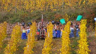 Domaine Aimé Stentz