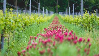 Vinprovning och rundtur på Víno Marcinčák Organic Winery