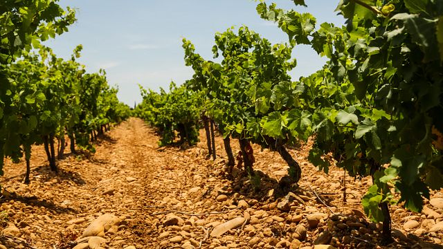 Segredo da Vinificação no Coração da Adega