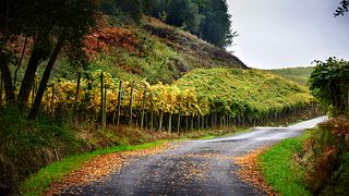 Degustação de vinhos privada e tour em Rezabal