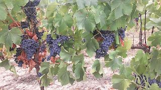 Cantina Ortenzi