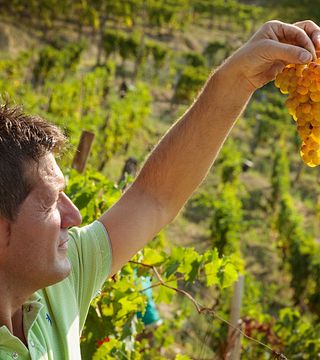 Tenuta Il Falchetto Winery